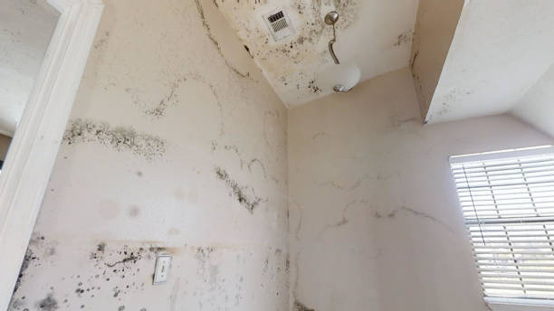 Best Forensic Mold Investigation  in Moncks Corner, SC